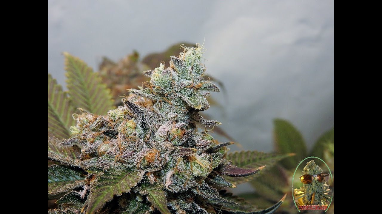 BLACK BANANA COOKIES SOG DAY 55 BUD SHOTS