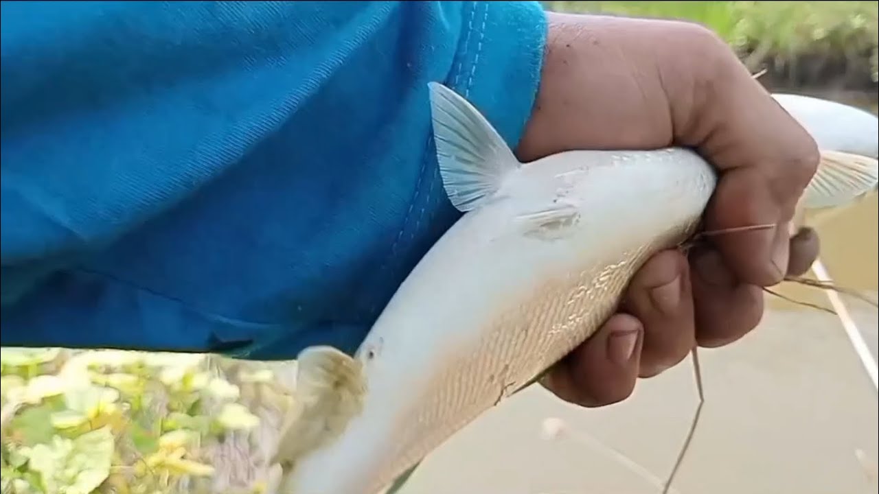 Harus hati-hati sama ikan ini...kalo ga, mata kail bisa mancep ke tangan...