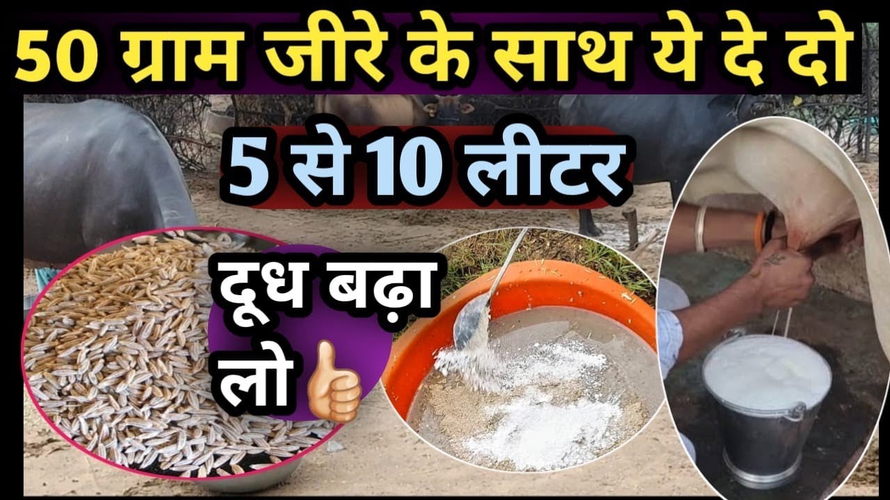50 ग्राम जीरे के साथ यह दे दो 5 से 10 लीटर दूध बढ़ा लो👍How to increase Milk of Cow and Buffalo