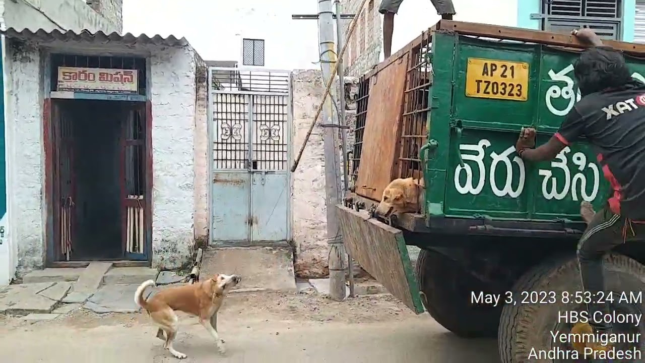 they are catching and killing street dogs if you want to watch what we done please watch next video🙏