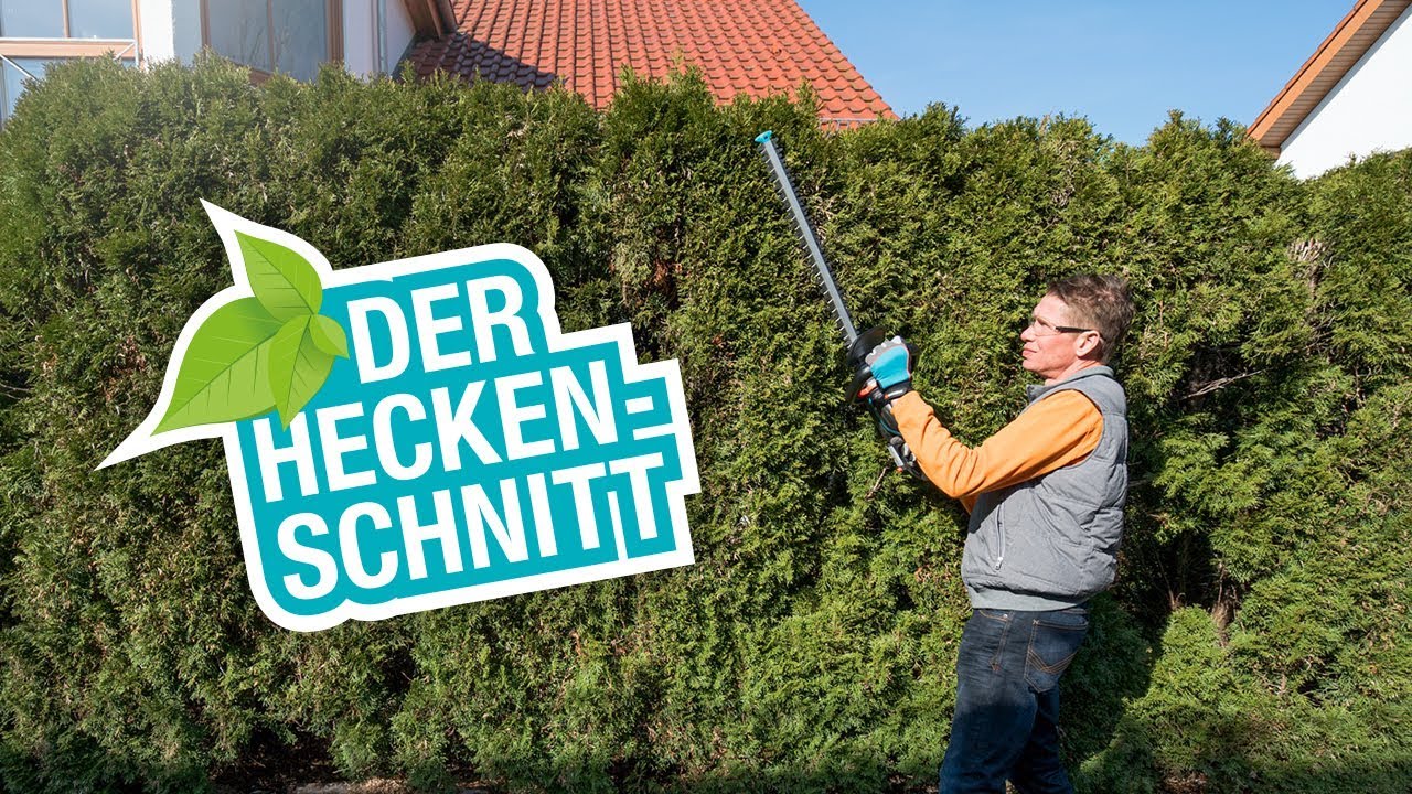 Hecken-Schnitt: kürzen, in Form bringen, verdichten - Tipps für einen gelungenen Hecken-Schnitt