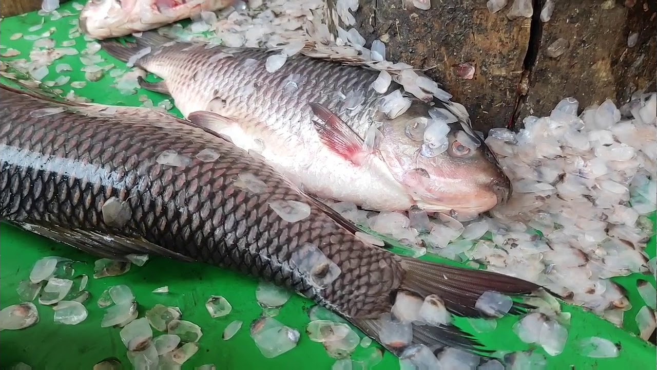 Largest Fish Market |   Mughelpura | Lahore