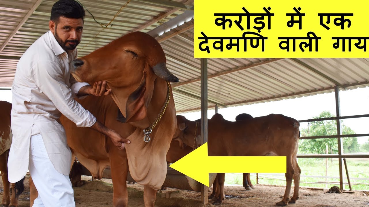 करोड़ों में एक देव मणि वाली गाय | Rare Gir cow with Devmani found one in millions