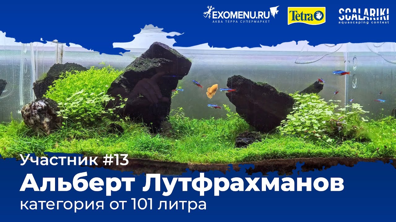 Ивагуми 101 л. Участник №13 в категории от 101 литра #Scalariki​ Aquascaping Contest 2021