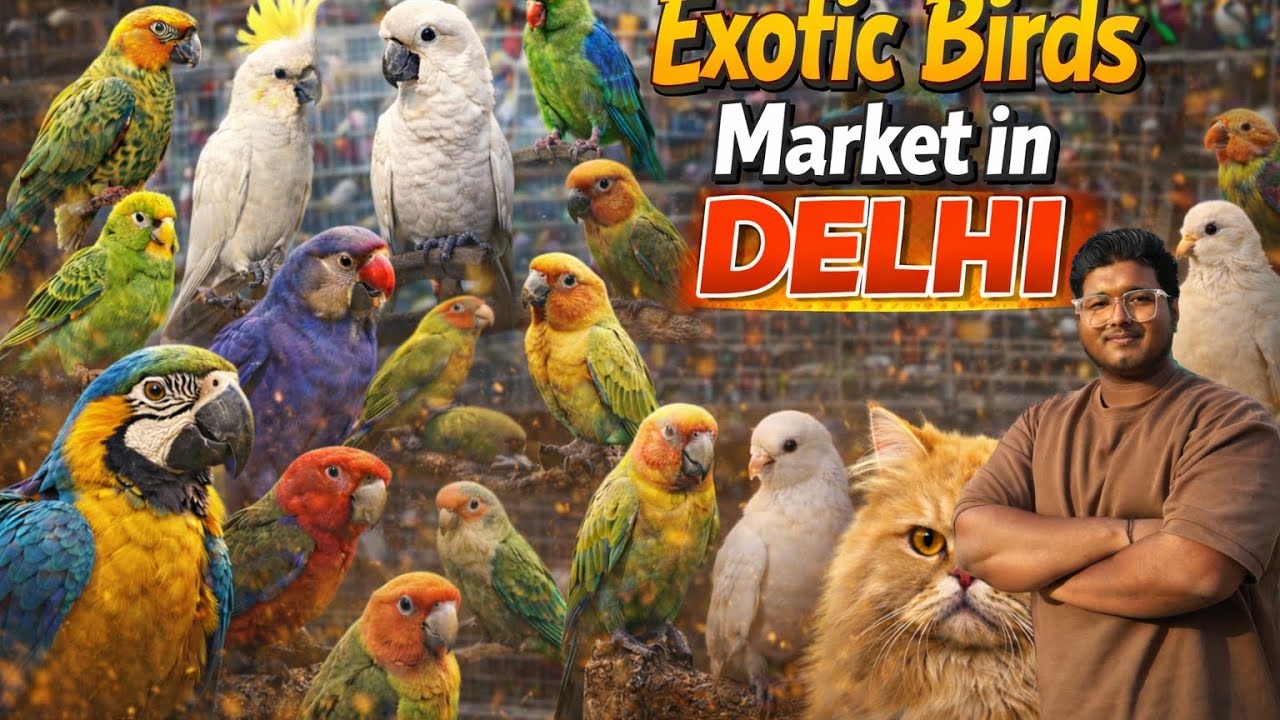 Delhi Birds Market | Cheapest Birds Market in Delhi | Lal Quila Burds Market | Birds Market in Delhi