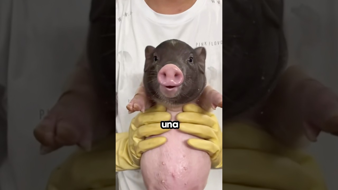 Adopt&oacute; un cerdito pero pas&oacute; algo terrible 😱 #animales