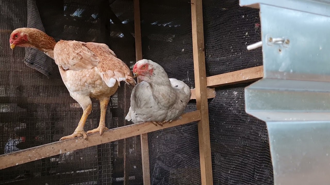 Malay game fowl rare breed