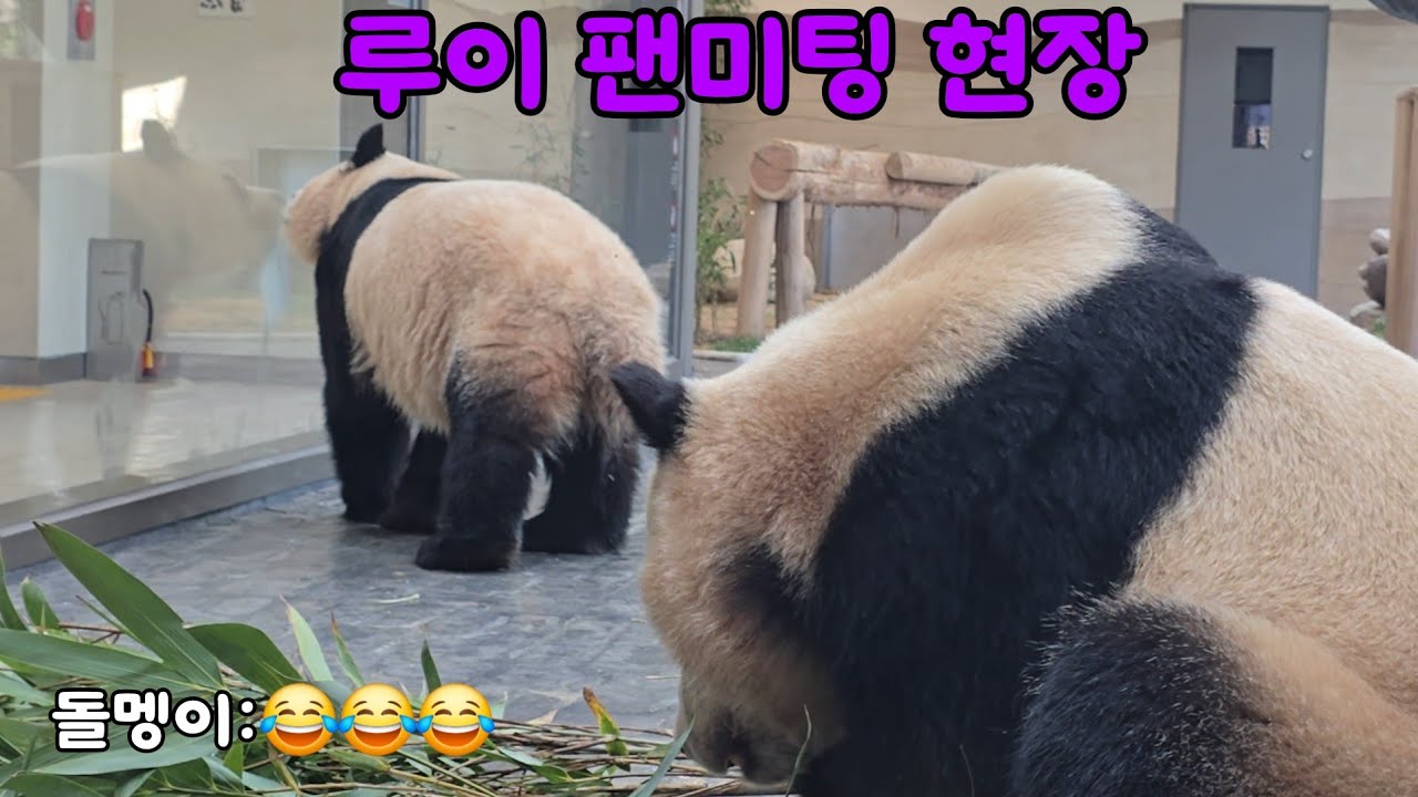 [ep.744]루이 앞에 아무도 없는 상황😶 그걸 지켜보는 돌멩이(나)😂