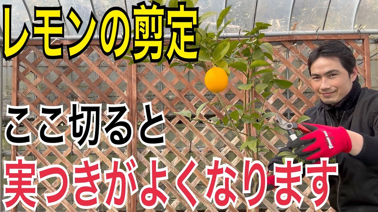 【３月は超重要！】レモンの剪定は今がベストなタイミングです！正しい切り方を実践で解説します！【ガーデニング】【園芸】