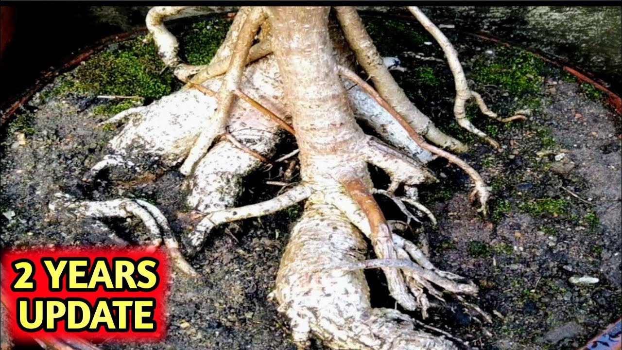 How to Easily Make a Bonsai Tree | Banyan Bonsai | Best Bonsai for Beginners