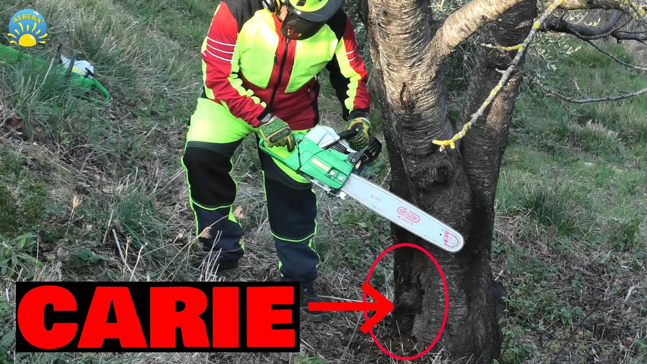 (Abbattimento) Vecchio grande ALBERO con la CARIE su TERRENO in forte pendenza! Motoseghe in azione!