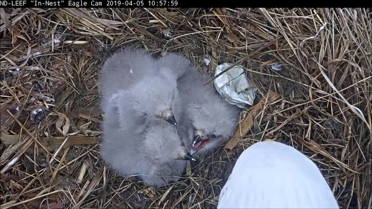 Three baby eaglets' first group feeding!