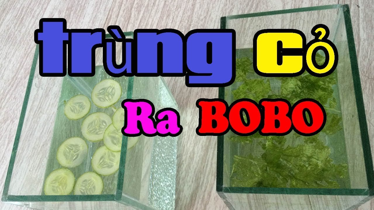 ✅ Làm trùng cỏ từ nước hồ cá cũ - xuất hiện luôn bobo