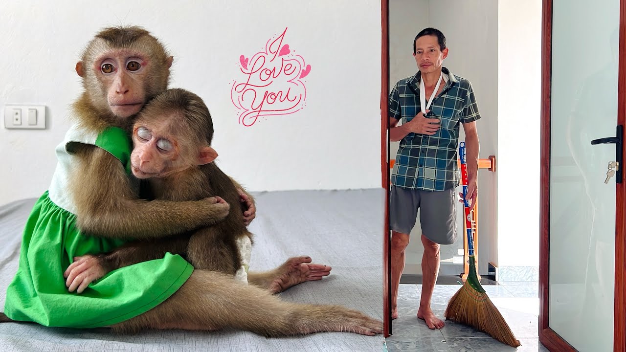 Monkey Tina hugged monkey Xuka to comfort him, helping him not to be afraid anymore.