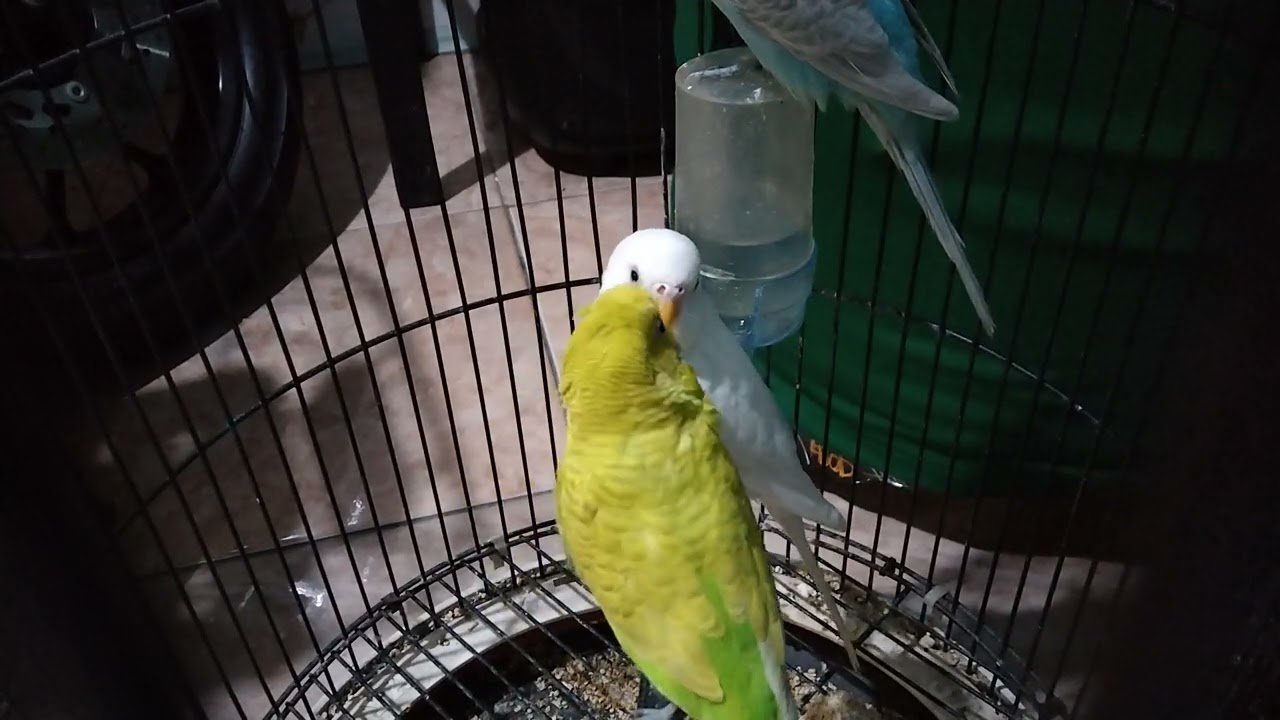 relaxing Bird sounds parkit gacor joss‼️‎⁨@KEBUMENNKICAU99⁩ 