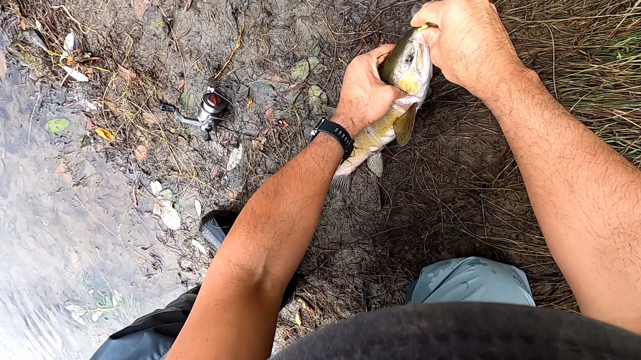 Salmon fishing catch and release pink salmon.