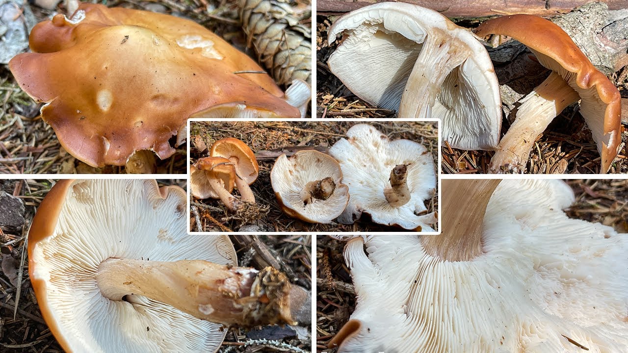 Pilzportrait - Verdrehter R&uuml;bling, Drehstieliger Rosasporr&uuml;bling, Rhodocollybia prolixa