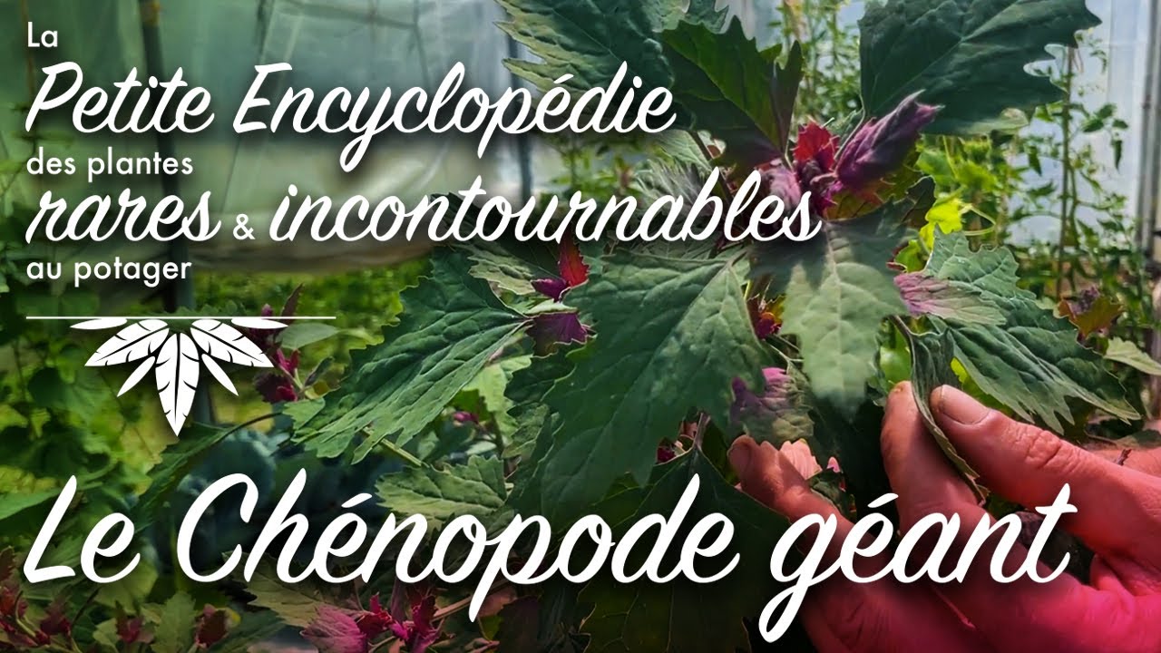 Petite encyclopédie des plantes rares et incontournables au potager : 1/ Le chénopode géant