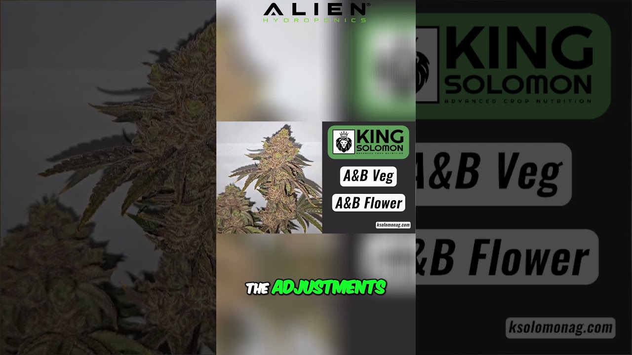 Killer Yields with King Solomon Nutrients!
