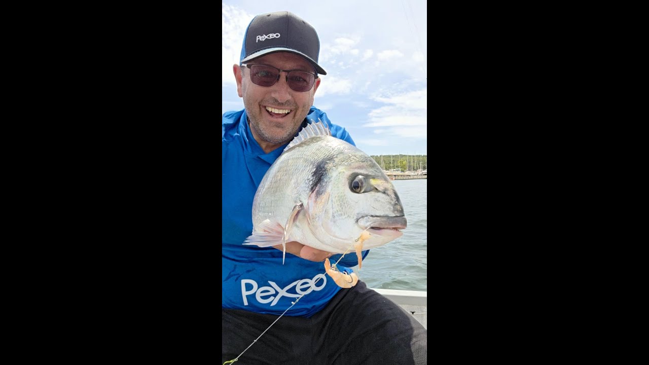 Pêche de la daurade royale à la crevette bouquet surgelées