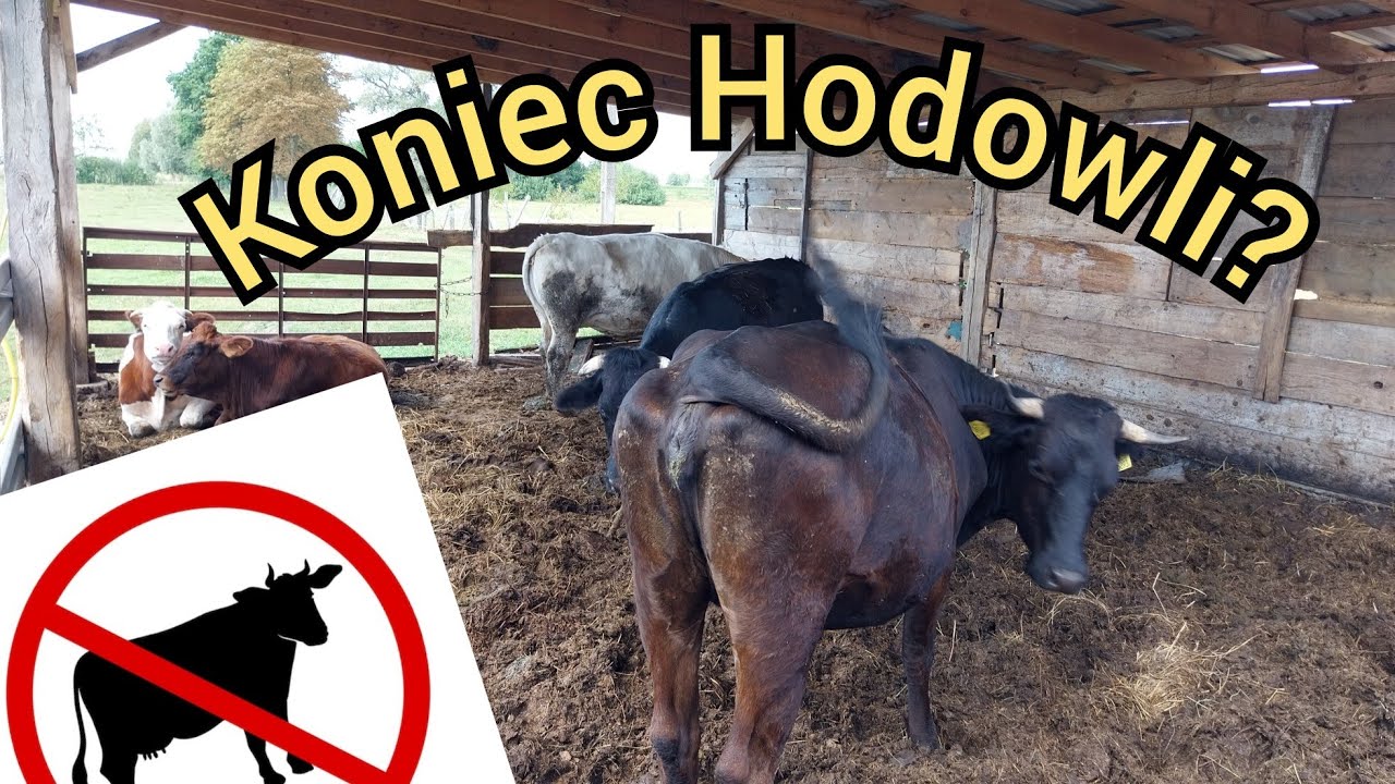 Likwiduję stado krów?  Sprzedaż krów mamek.