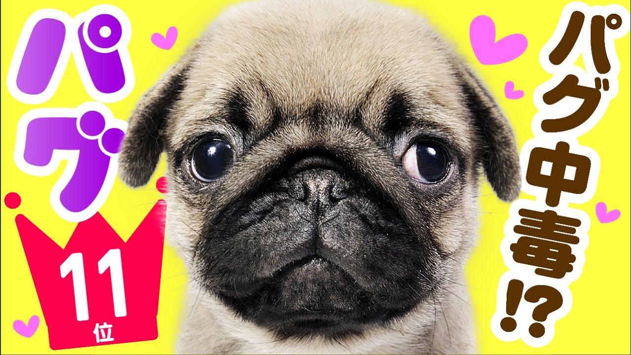 11 место Pug ｜ TOP100 Милое видео о породе собак.