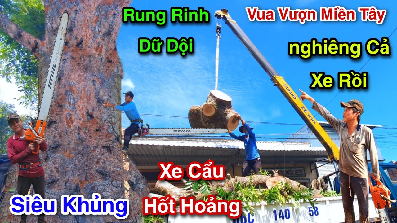 Siêu Khủng Cực Sốc Xe Cẩu Sàn Lắc Dữ Dội Bó Tay Vua Vượn Cưa Bật Gốc Chóc Rể Cây Xà Cừ 2/2