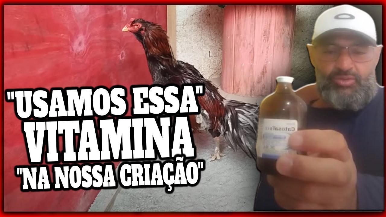 Catozal B12 Injetável: Como Usar e Benefícios para Seus Galos 🐓💉#CatozalB12 #CriaçãoDeGalos