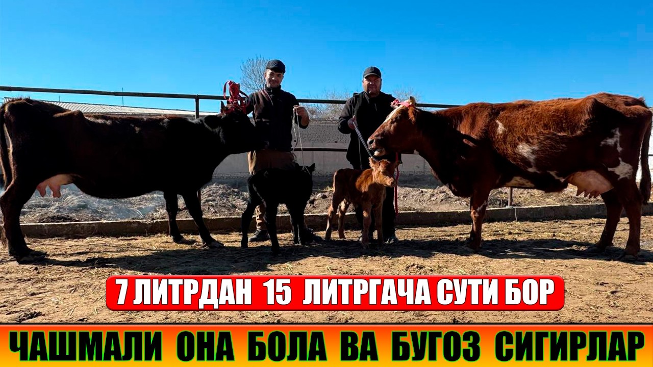 ЧАШМАЛИ ОНА БОЛА ВА БУГОЗ СИГИРЛАР 21-02-2026