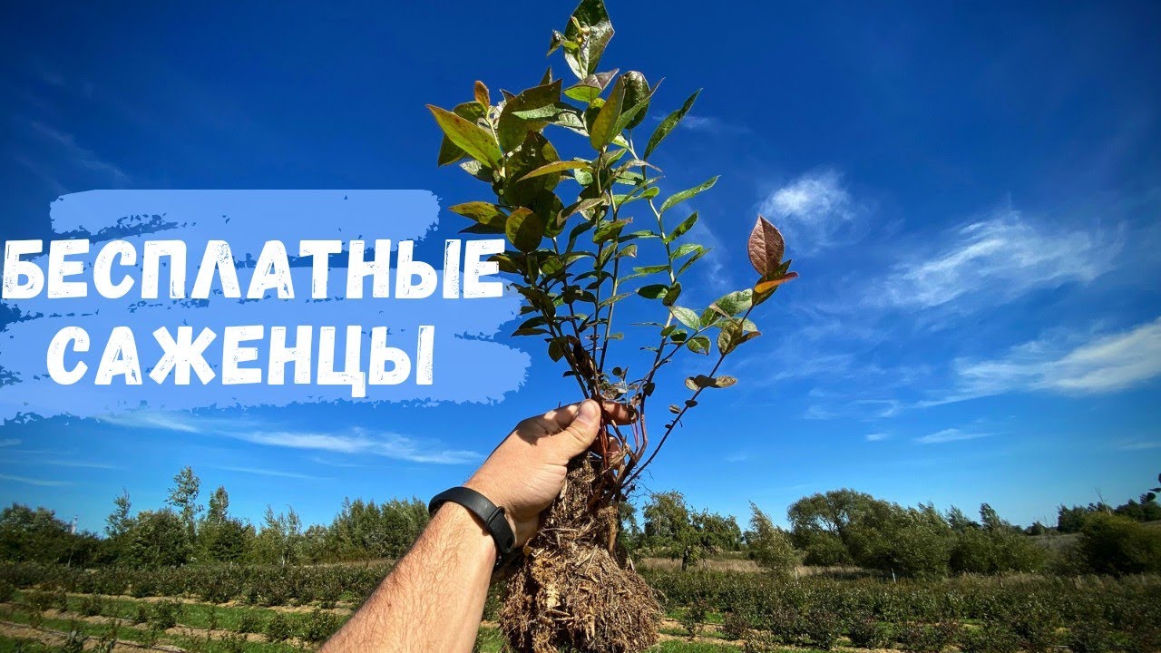 Размножение голубики отводками