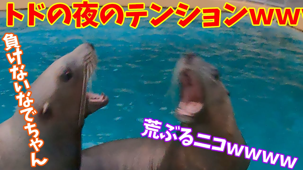 閉館後のテンションが高い2頭のトド【トド】