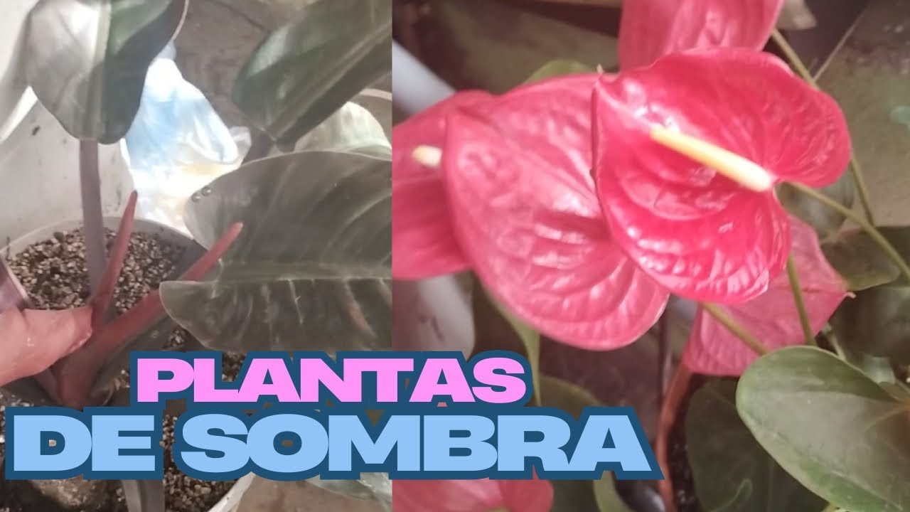 Recorrido por mis plantitas de sombra #paraisoenmijardin #naturaleza #jardin 