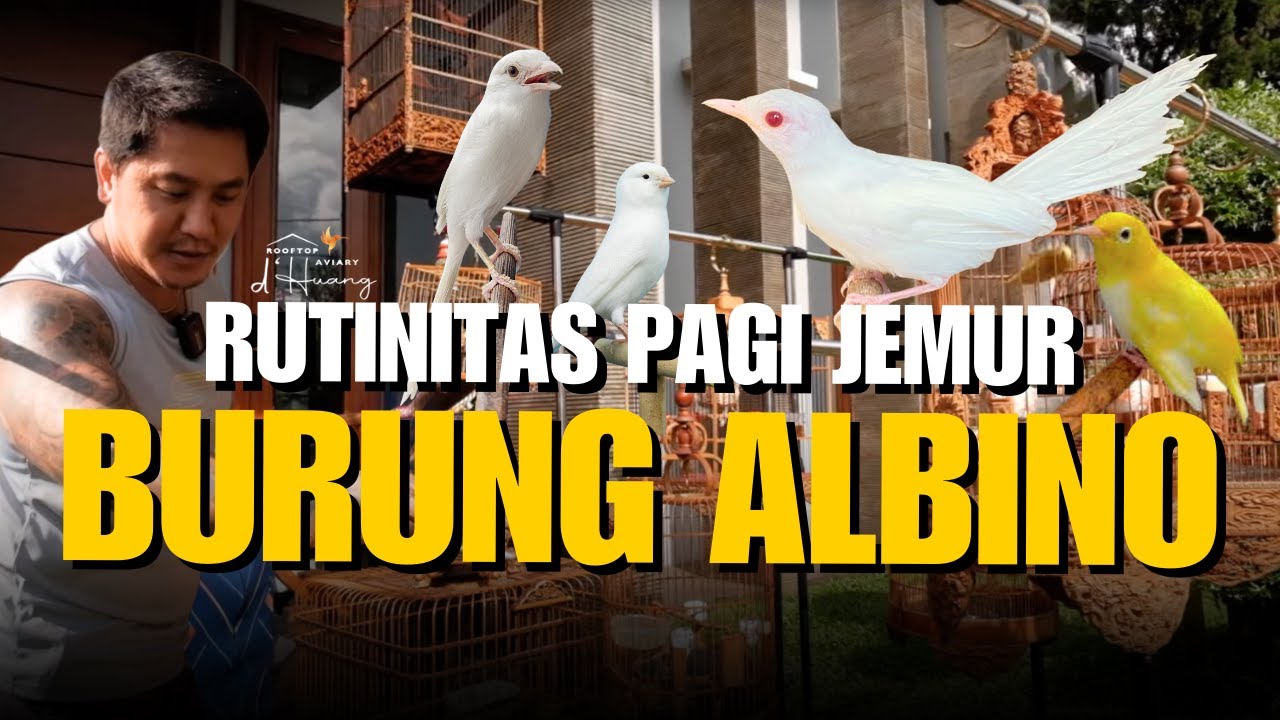 JEMUR KOLEKSI BURUNG ALBINO TEDY HUANG | D'HUANG AVIARY