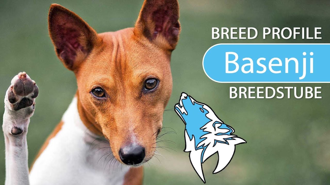 ► Basenji, Congo Dog Breed [2021] Temperament & Training