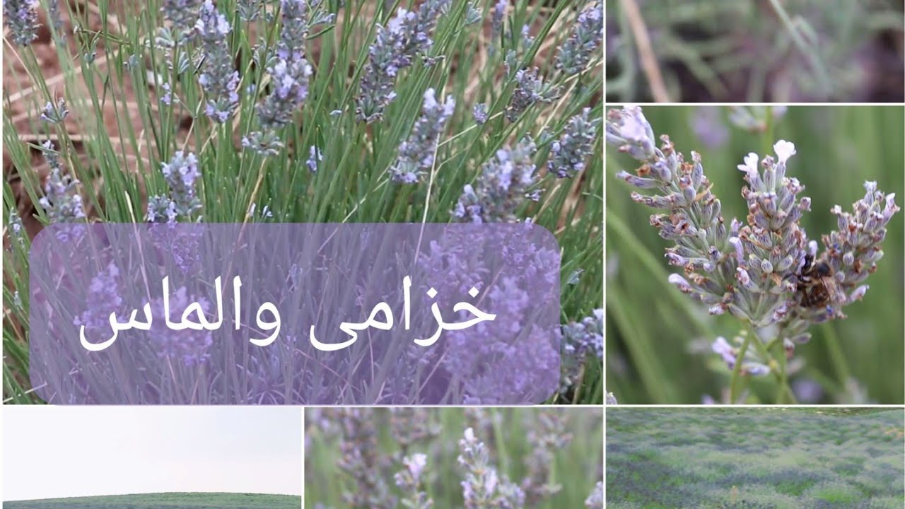 خزامى والماس بإقليم الخميسات.  المنطقة الأكثر مساحة و إنتاجا للخزامى بالمغرب Lavandin d'oulmès
