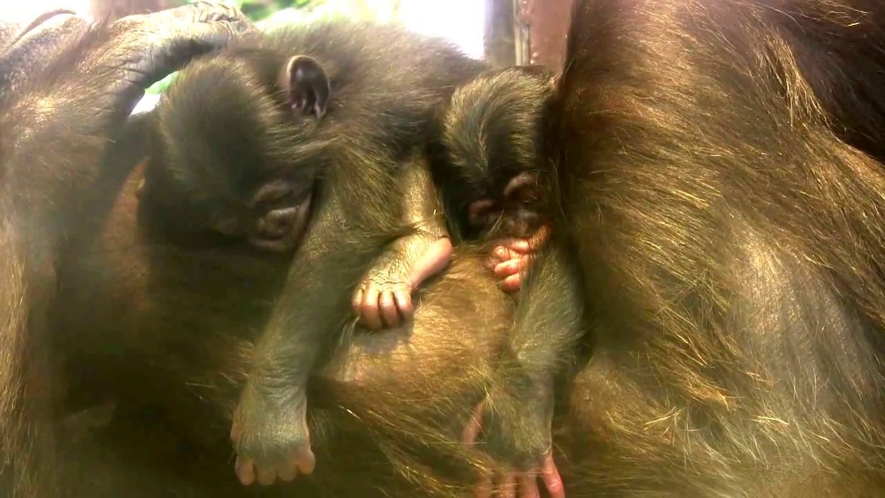 東山チンパンジー 双子の赤ちゃん⑨ Chimpanzee twin baby