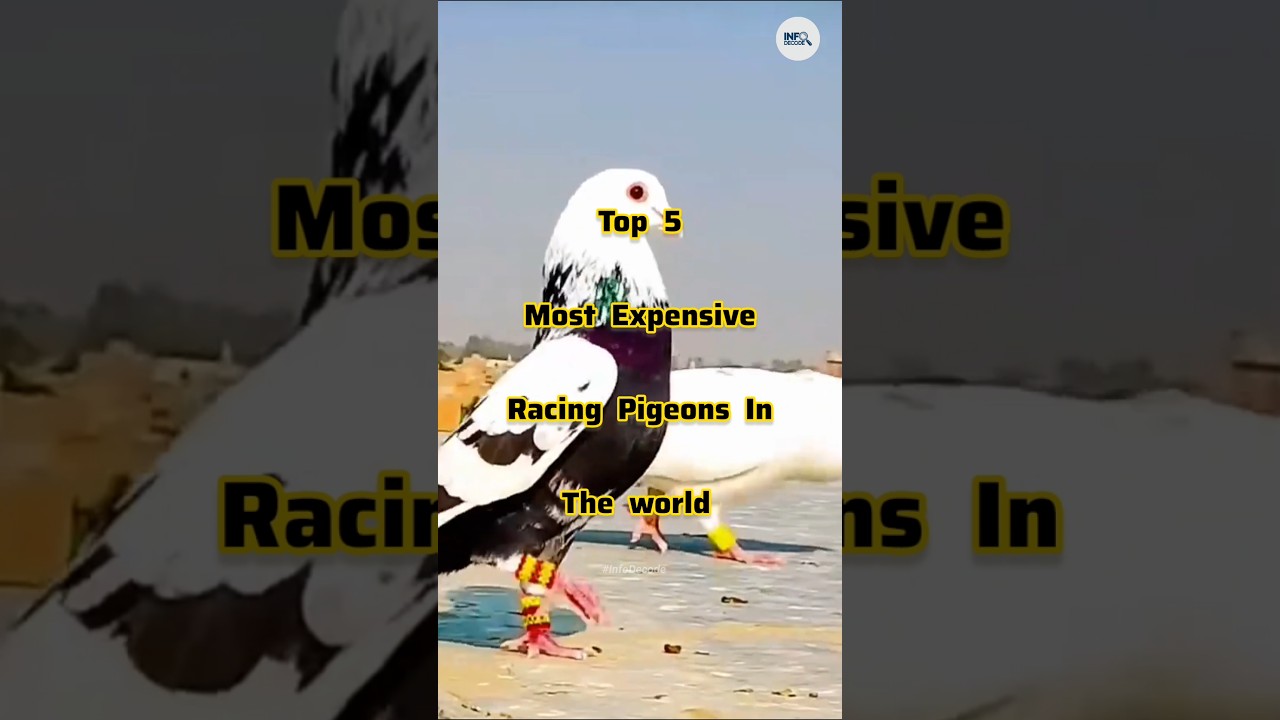 Top 5 Most Expensive Racing Pigeons In The World 🕊️ #shorts #pigeon #pigeonracing #racingpigeon