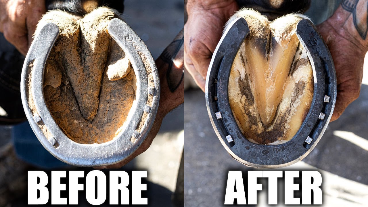 Satisfying Horse Hoof Cleaning & Restoration | 4K FARRIER ASMR