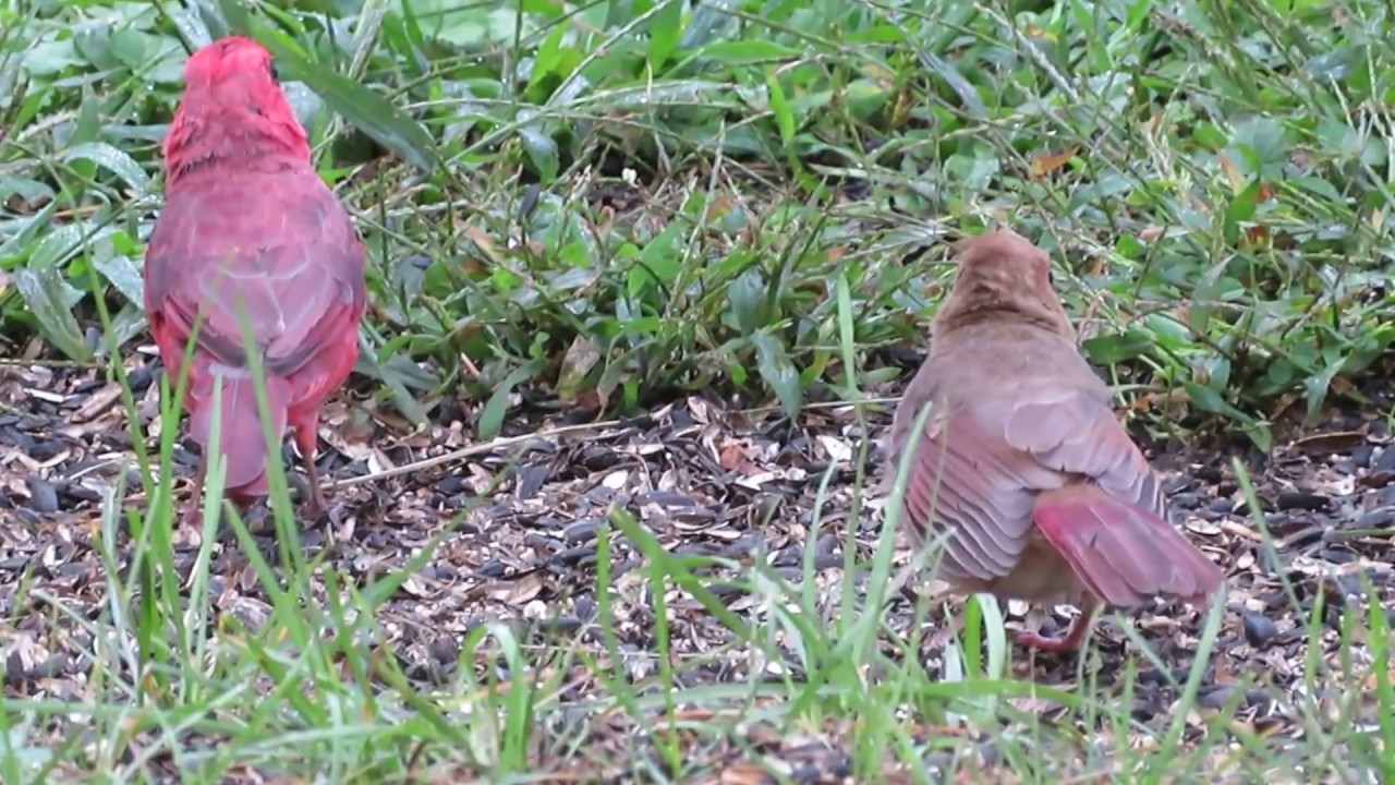 Adult Cardinal Feeding Baby Cardinal -- Summer 2017 in NJ