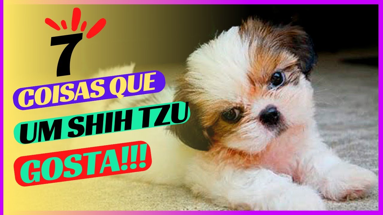 7 Coisas Que Um Shih Tzu Gosta! Coisas Que O Shih-Tzu GOSTA!