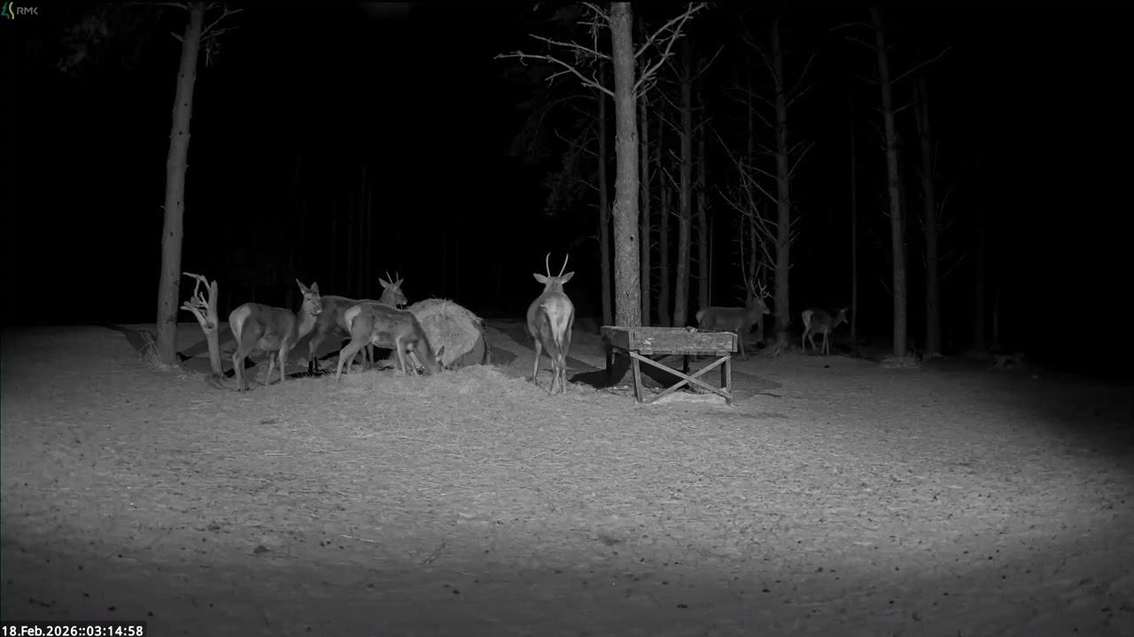 Red deer Cam Estonia 2026/02/18