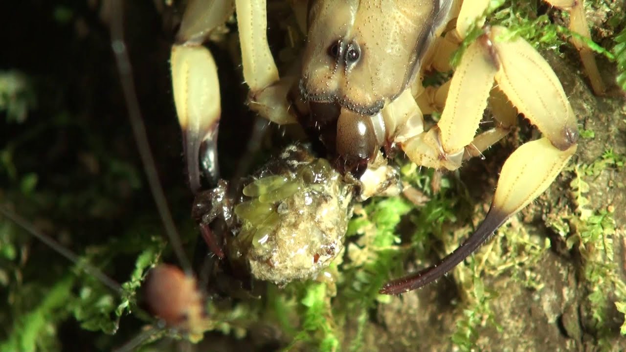 Commensalism Harvestman Scorpion