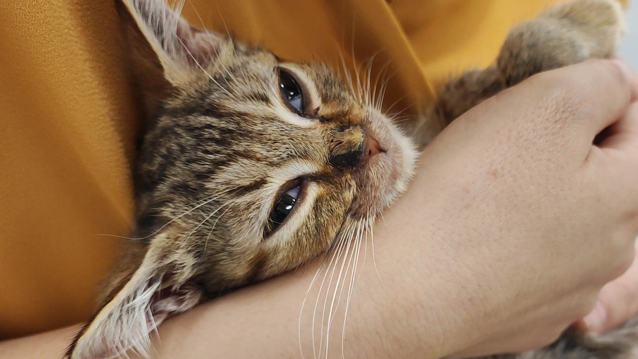 FIP闘病中の子猫が重篤な病気も併発。命の危機の緊急事態に。