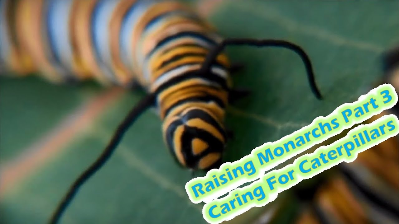Raising Monarchs Part 3 - Caring For Caterpillars (How To Raise Caterpillars)