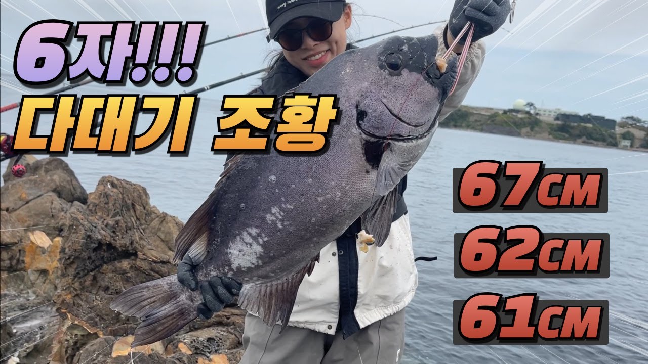 돌돔 6자 다대기!!!! 67cm 62cm 61cm 58cm 55cm 대마도 돌돔 낚시, 대박났다!!!