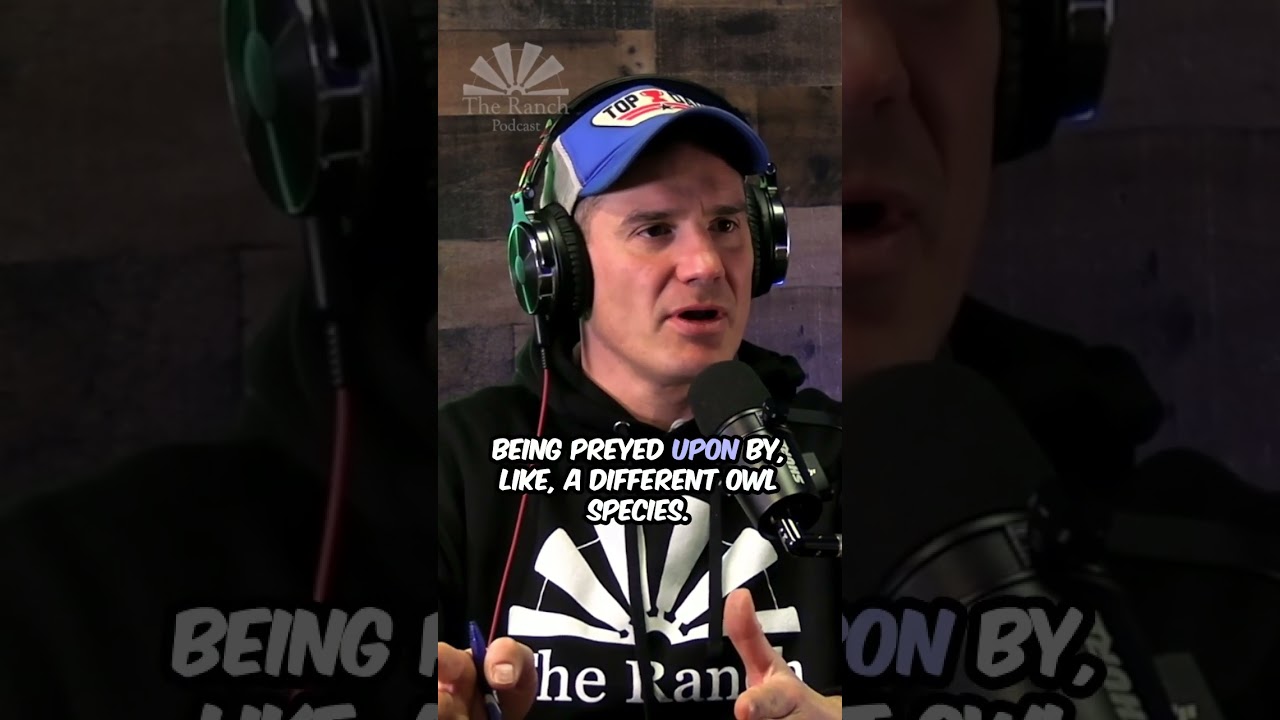 Owl Battles Killing Lumber in Idaho