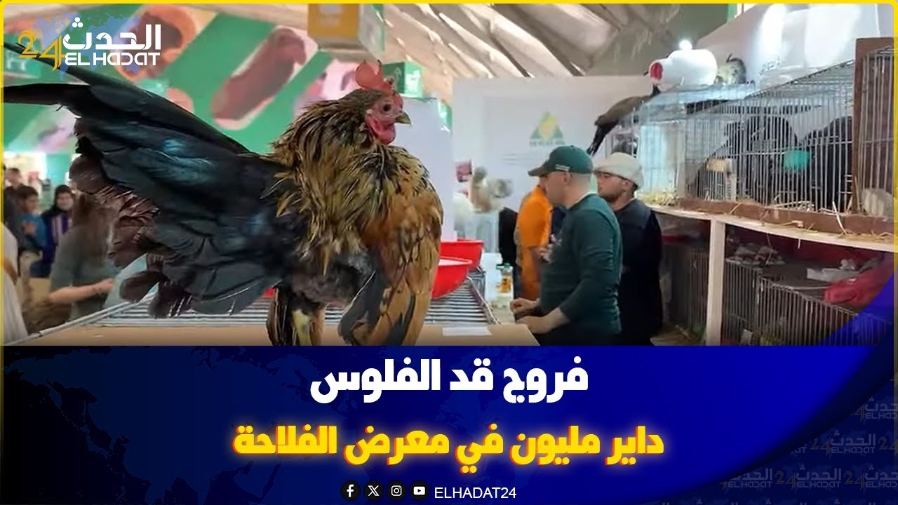 فروج قد الفلوس داير مليون في معرض الفلاحة بمكناس