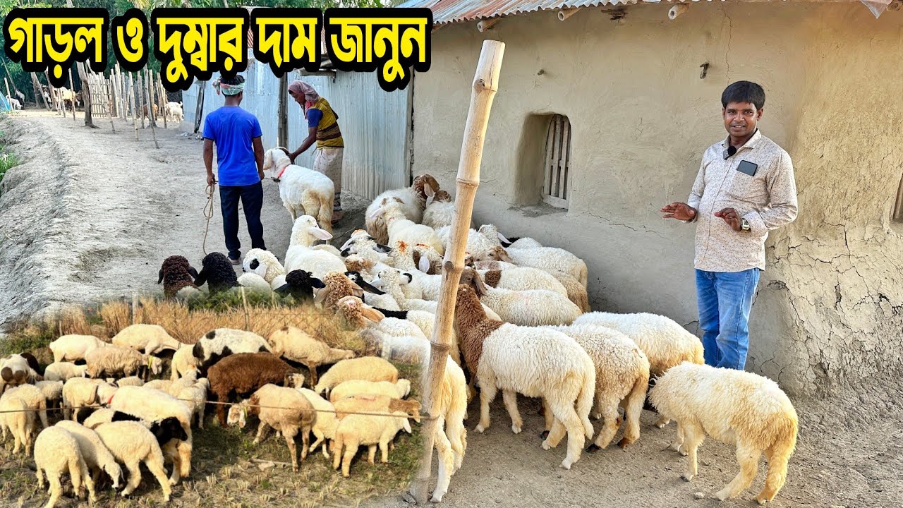 ১ম পর্ব। হান্নান ভাই এর গাড়ল ও দুম্বার কালেকশন। Dumaba