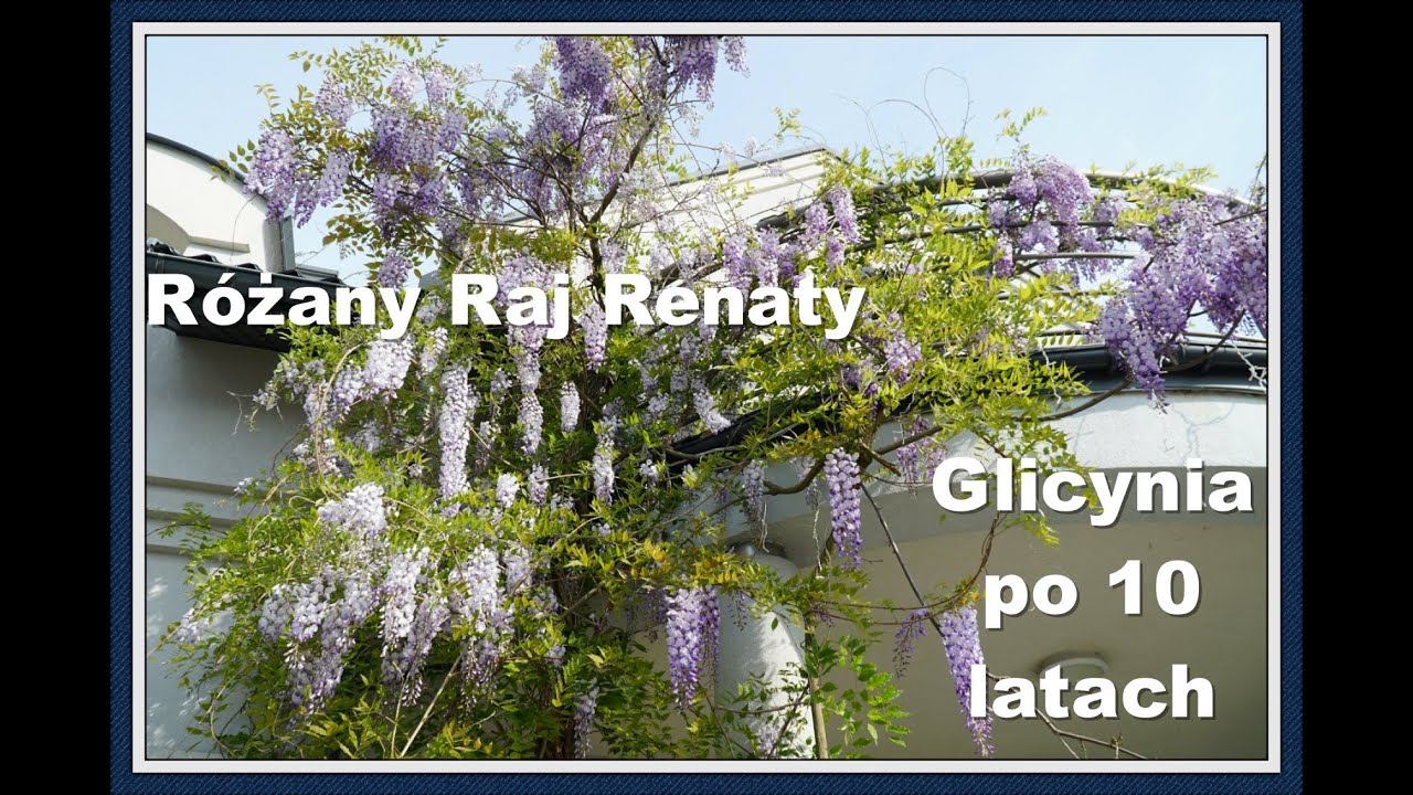 Glicynia, pachnące pnącze do ogrodu