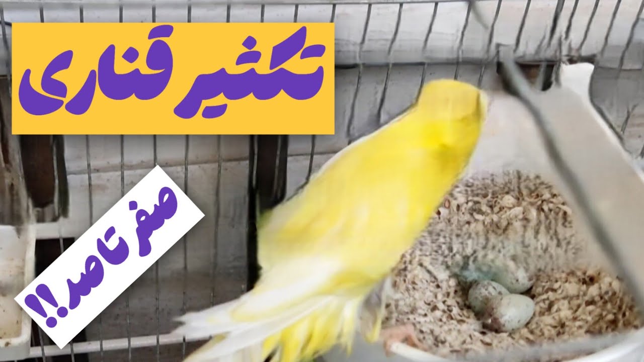 پرورش قناری 2